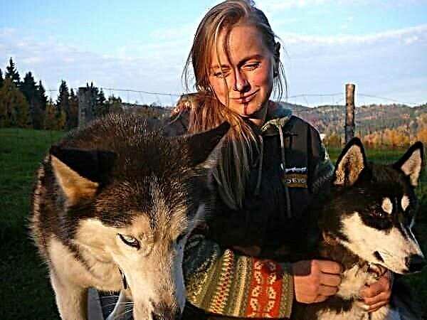 Conversation with a European champion sled dog racer